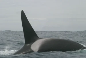 Orca (killer whale) surfacing at sea